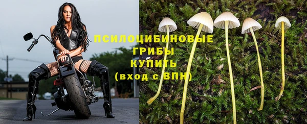 PSILOCYBIN Невельск